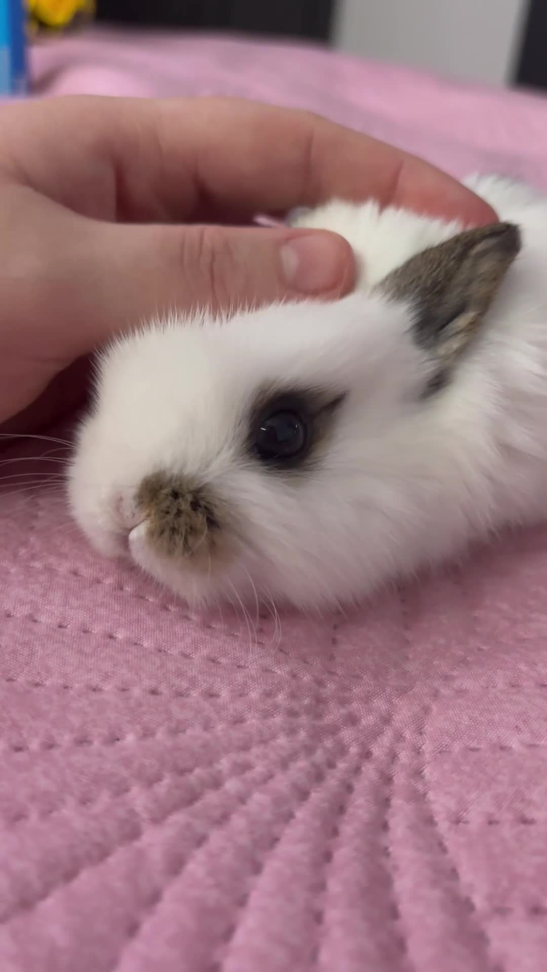 Mixed Breed rabbits for sale: 7 Gorgeous mixed dwarf hotot minilops  - Video 2