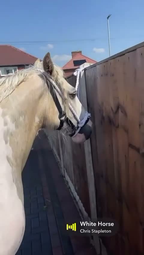 Irish Cob horses for sale: 15hh lemon & roan filly  - Video 1