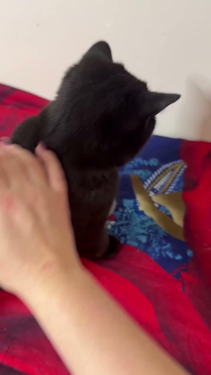 British Shorthair cats for sale: 2 Male Kind Friendly Healthy Vaccinated Microchip - Video 2