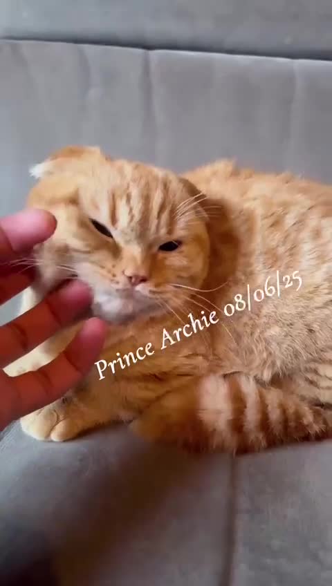 Munchkin cats for sale: Quality & Extremely Rare Persian Napoleon Minuets - Video 1
