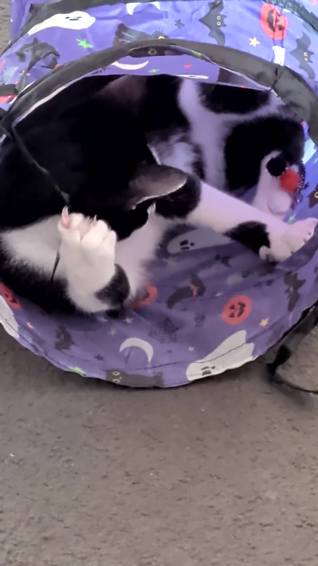 Mixed Breed cats for sale: Spock aka Meep - Video 1