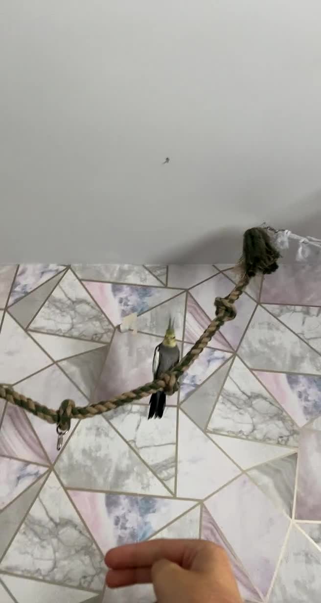 Cockatiels birds for sale: M/F cockatiels with cage - Video 1