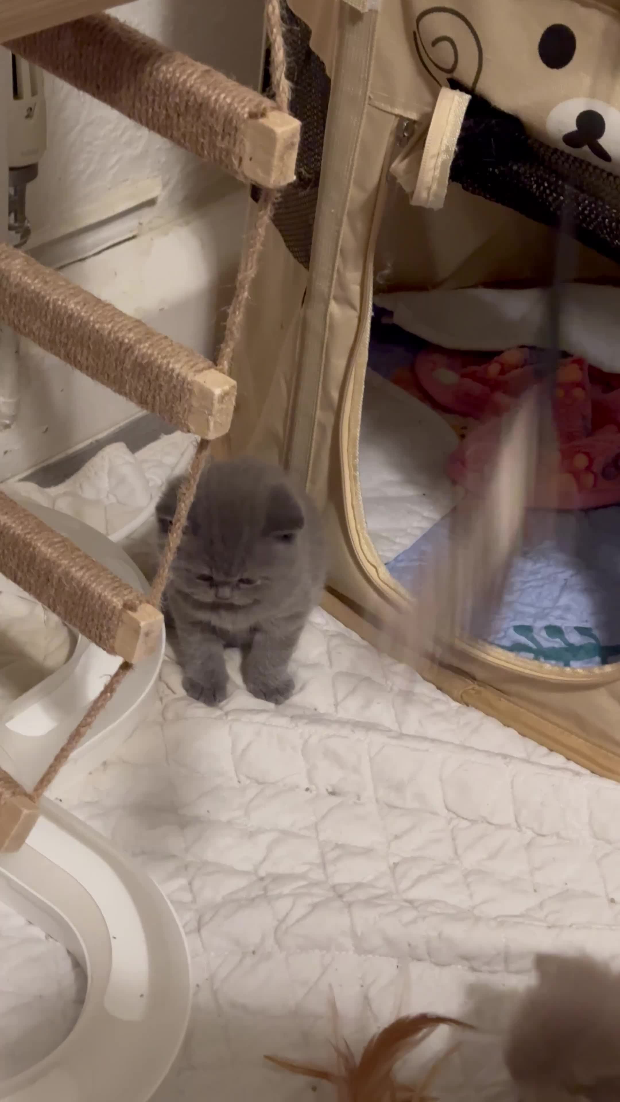 British Shorthair cats for sale: Pure breed from registered parents BLH / BSH - Video 2