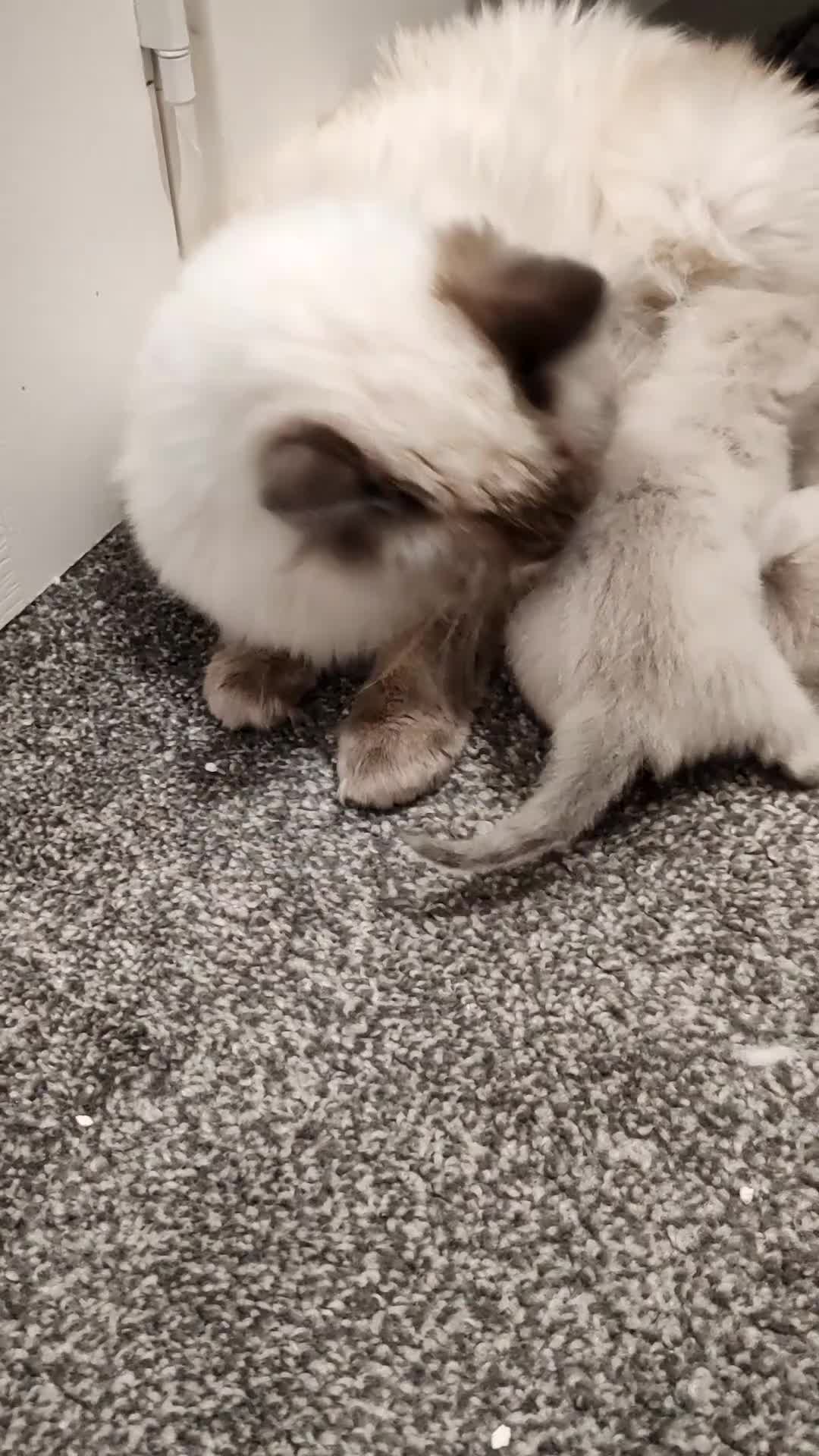 Ragdoll cats for sale: 2 lynx seal point Ragdolls kittens - Video 1
