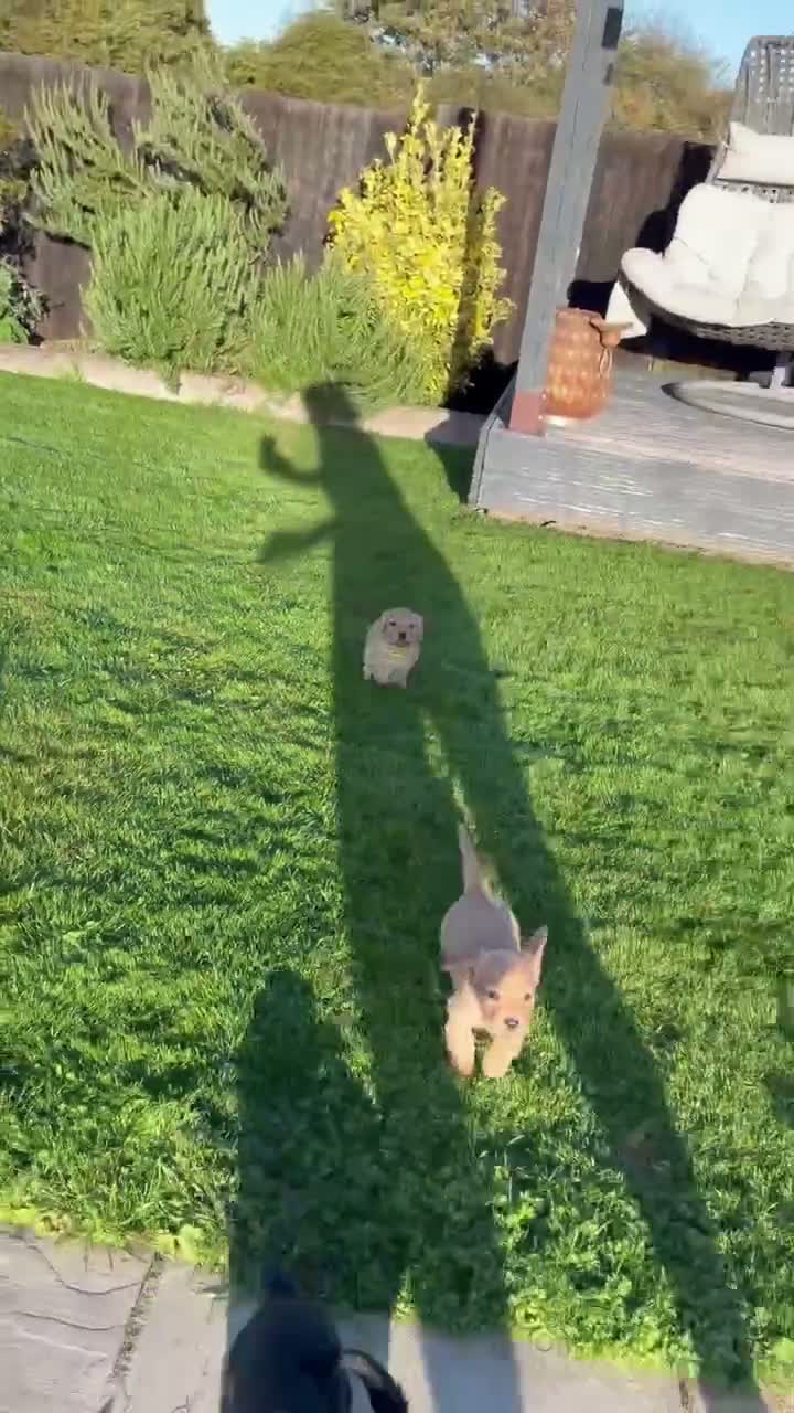 Cocker Spaniel dogs for sale: Cocker spaniel - Video 1