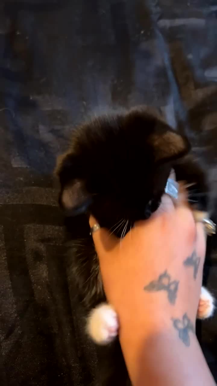 Mixed Breed cats for sale: Little Boy Needing Home👀🏡 - Video 1