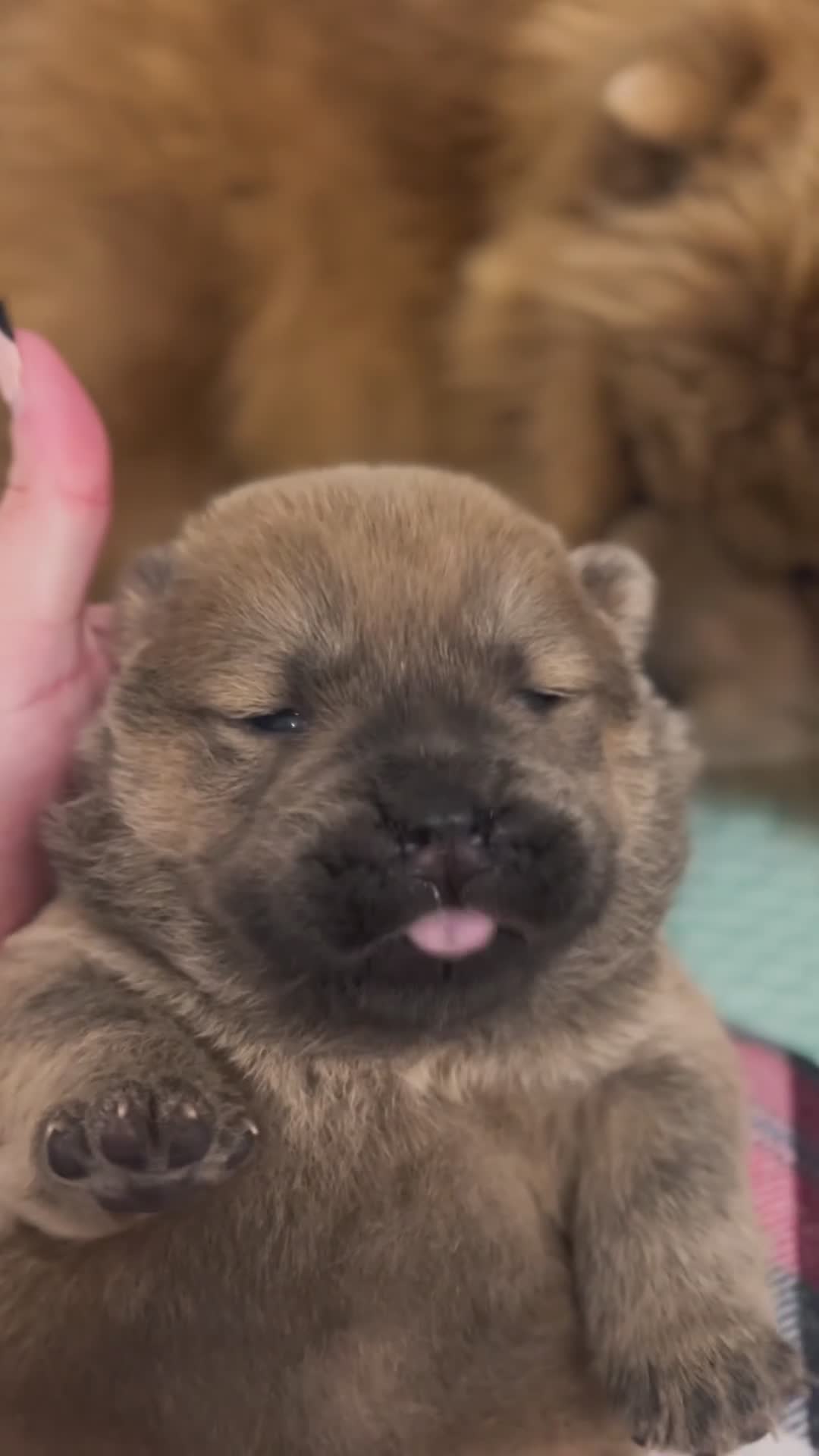 Chow Chow dogs for sale: Merle & blue bear faced Teddy chow chow puppies  - Video 2