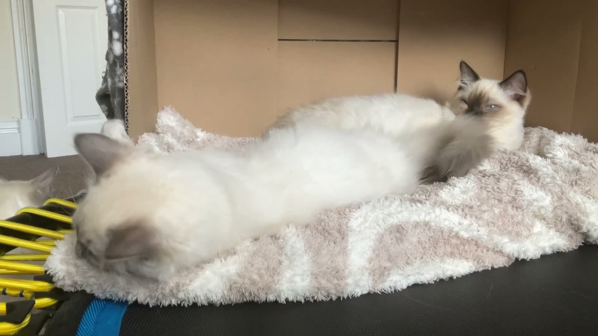 Ragdoll cats for sale: Ragdoll Boy – ONLY 1 LEFT 🩵 £475 - Video 1