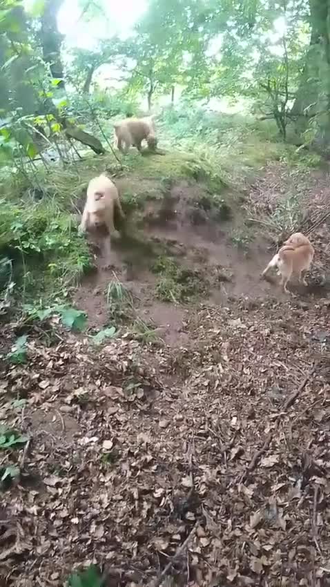 Goldador dogs for sale: Golden retriever Labrador cross  in Glasgow - Video 1