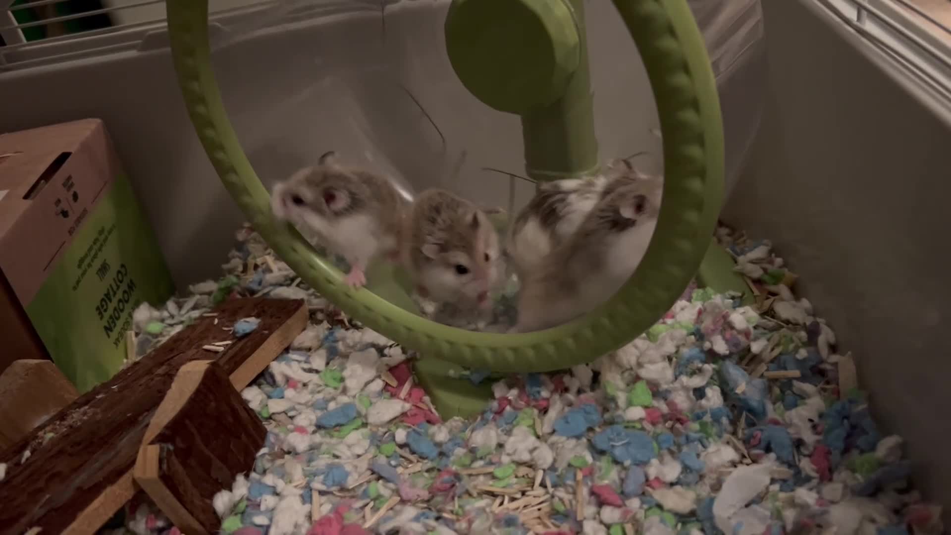 Hamster rodents for sale: Roborovski hamster pups from show winning parents - Video 1