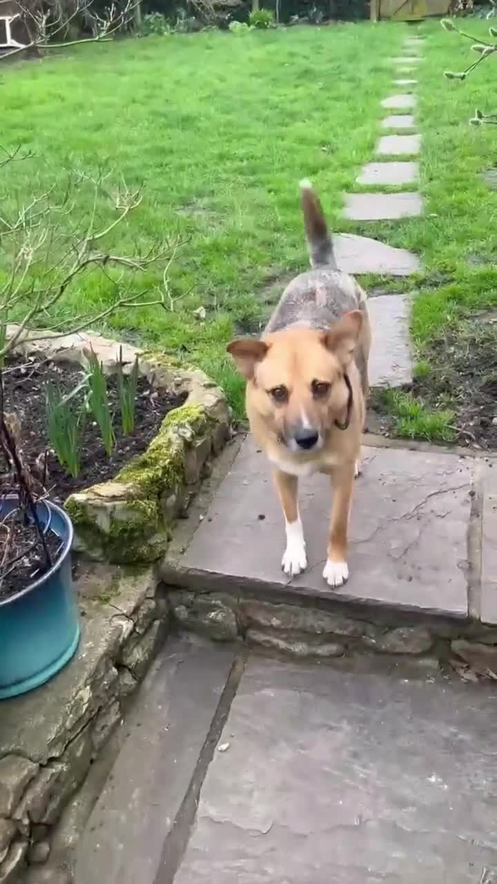 Mixed Breed dogs for adoption: Beautiful Nala in Cullompton - Video 1