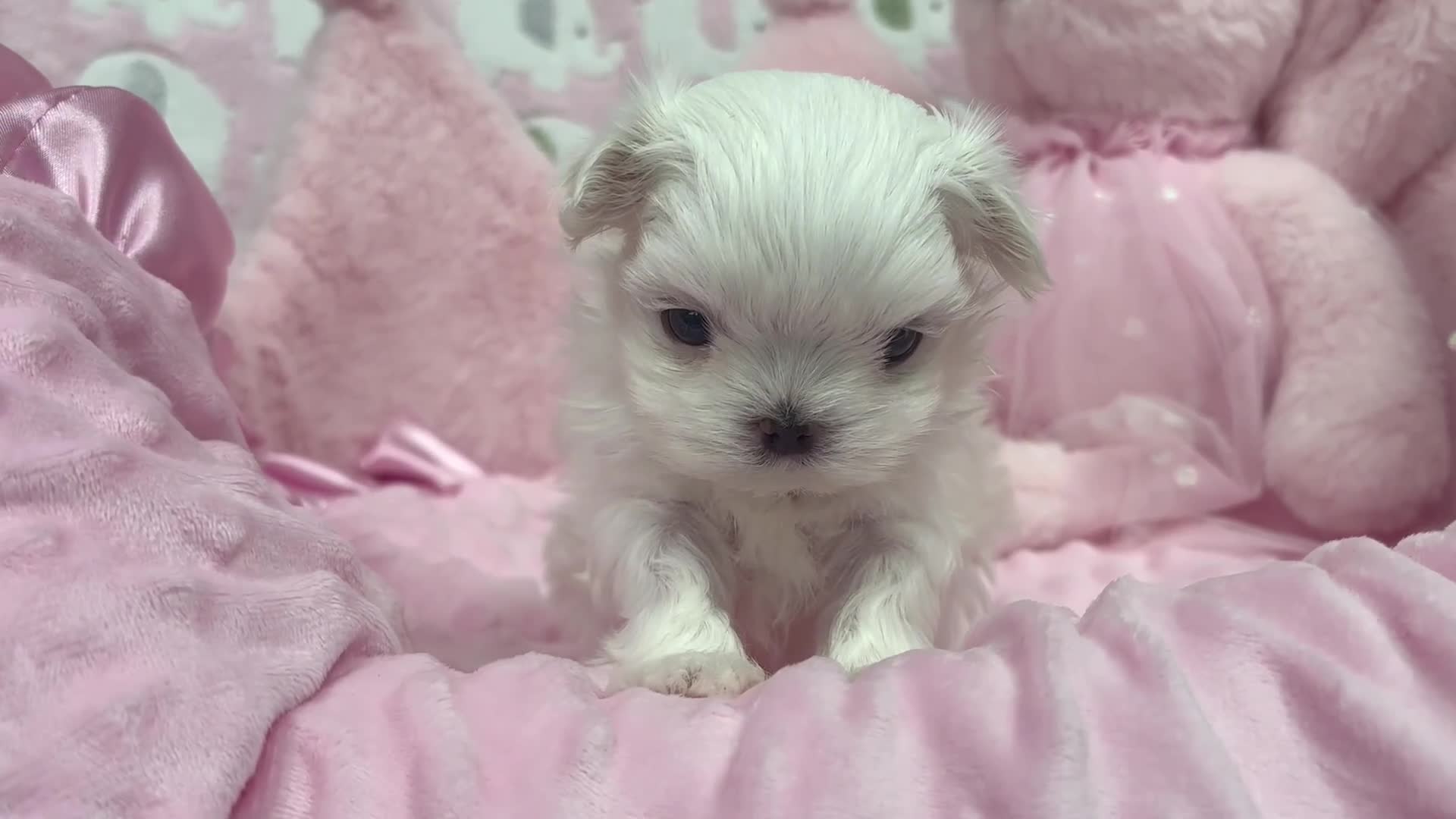 Maltese dogs for sale: ✨💫Tiny Exquisite Bambelina Maltese 💫✨ - Video 5