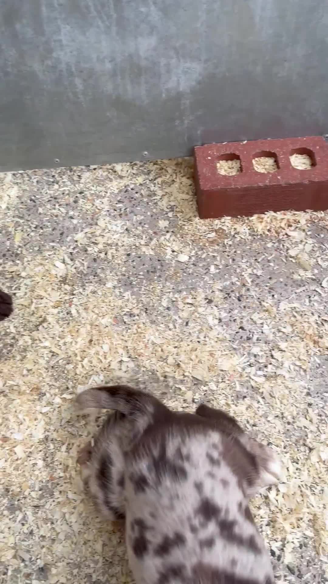 Cocker Spaniel dogs for sale: Cocker Spaniel Puppies  - Video 4