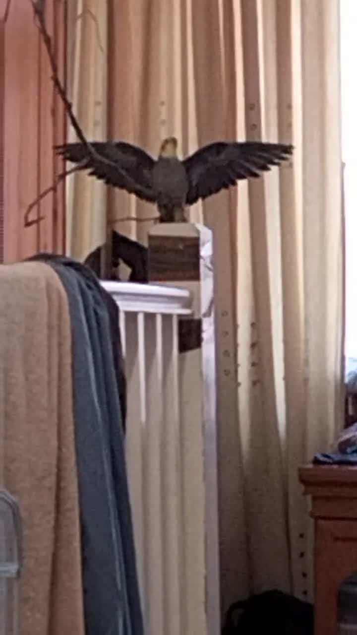 Cockatiels birds for sale: Cockatiel  in Gloucester - Video 1