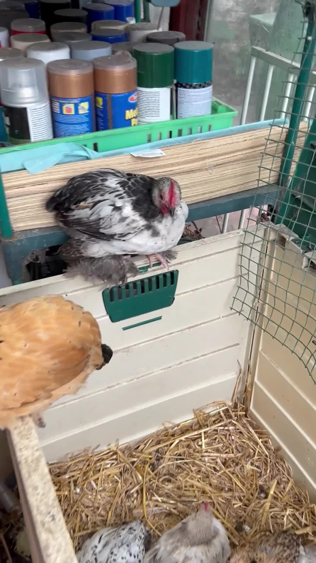 Chickens poultry for sale: Mixed breed sablepoot chickens  - Video 1