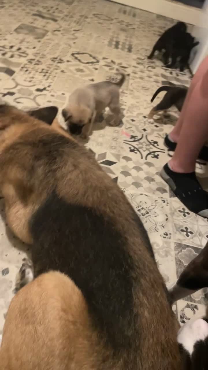 Mixed Breed dogs for sale: 4 Beautiful Akita X Staff pups 3 Male 1 Female in Grimsby - Video 2