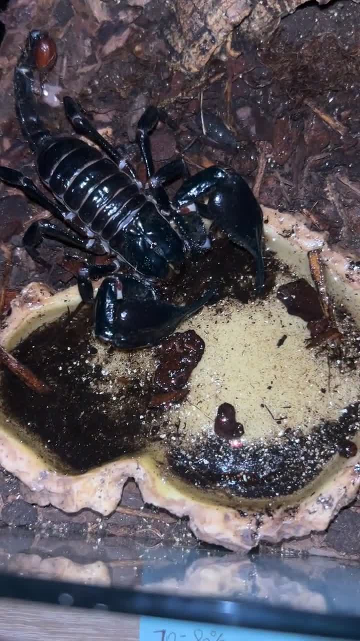 Scorpions invertebrates for sale: Asian forest scorpion  - Video 1