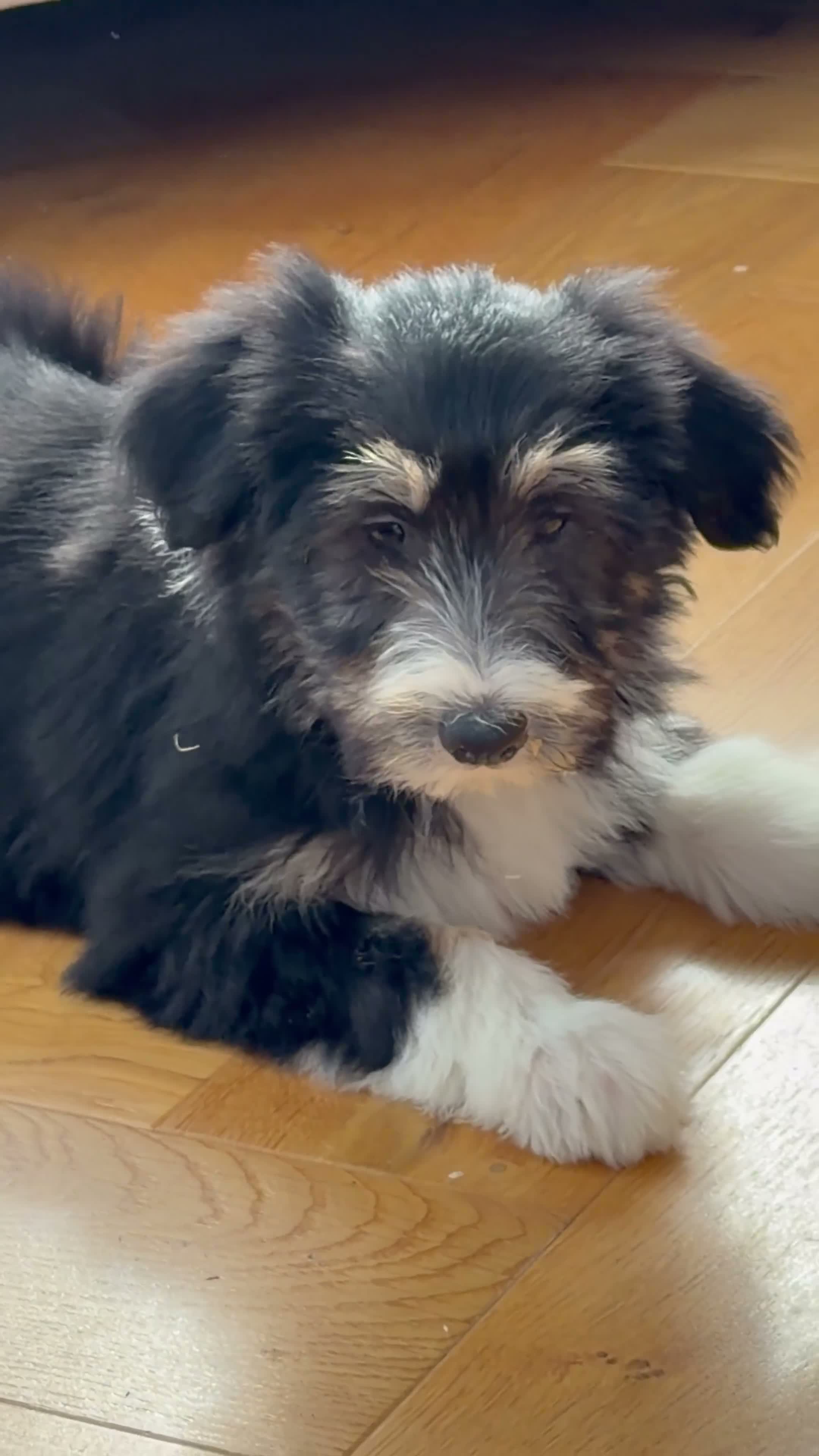 Bearded Collie dogs for sale: Beautiful Bearded Collie Puppies  - Video 1