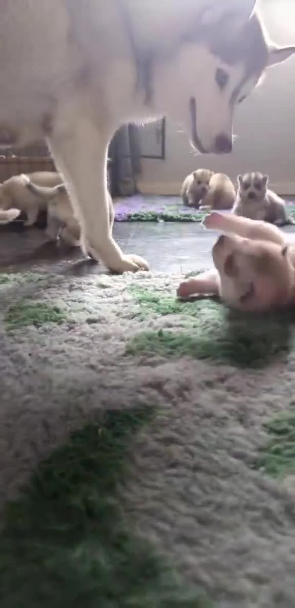 Siberian Husky dogs for sale: Beautiful KC registered Siberian puppies  - Video 1