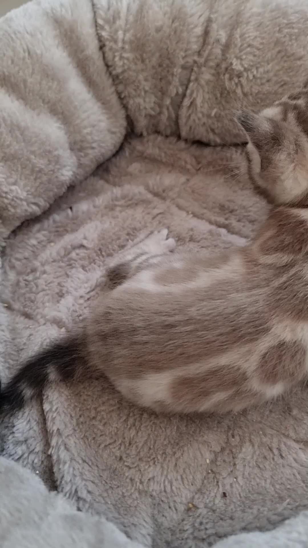 Bengal cats for sale: TICA Registered Bengal Kittens–Ready End Nov 25 - Video 3
