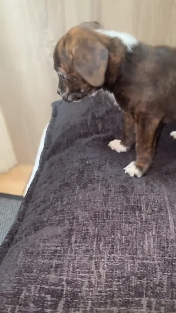 Mixed Breed dogs for sale: Rare Boston Terrier x Cockapoo Puppies in Batley - Video 1