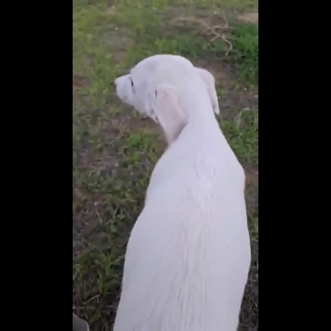 Mixed Breed dogs for adoption: Holly needs a loving home - Video 1