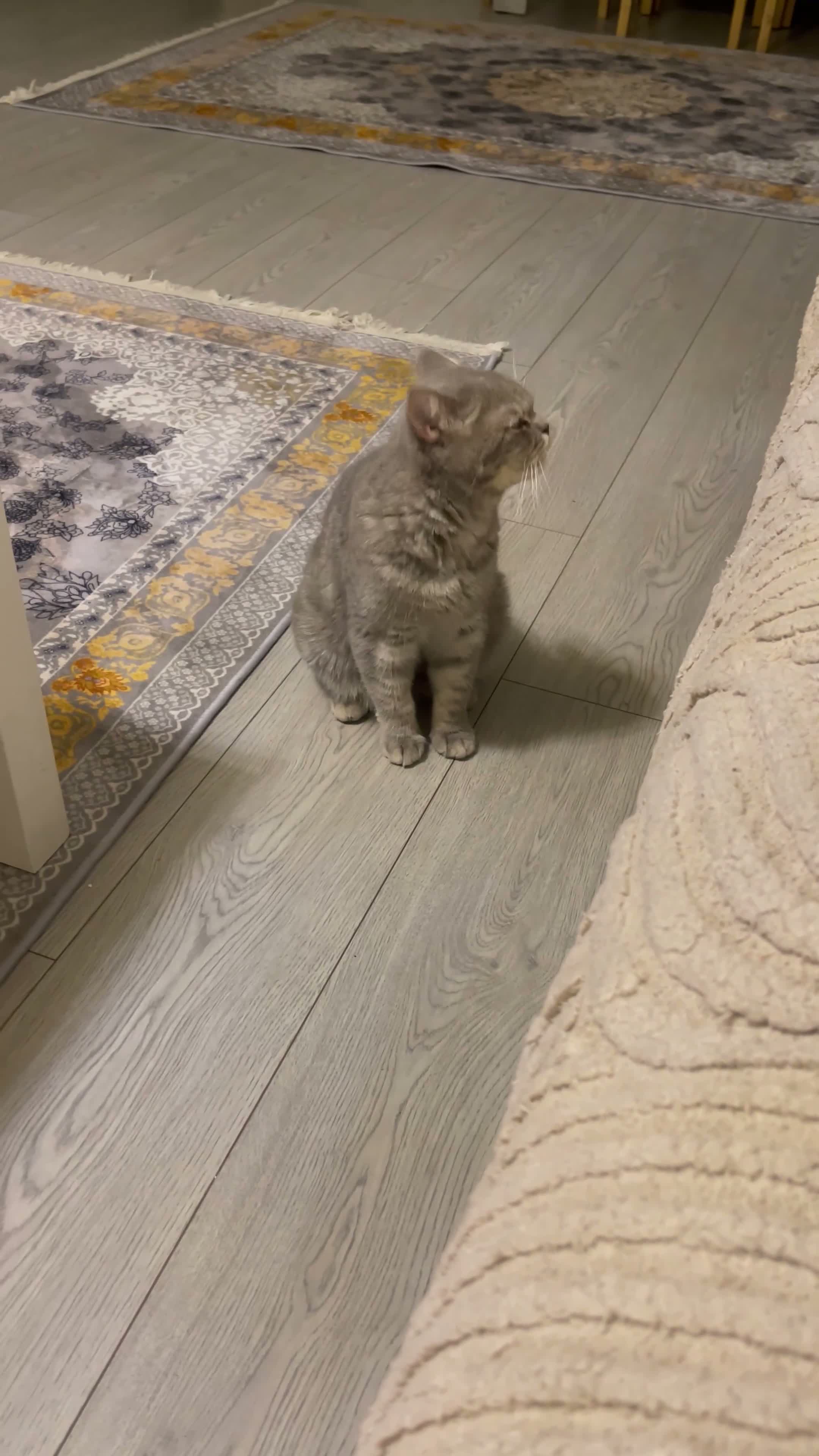 British Shorthair cats for sale: British shorthair female  - Video 1