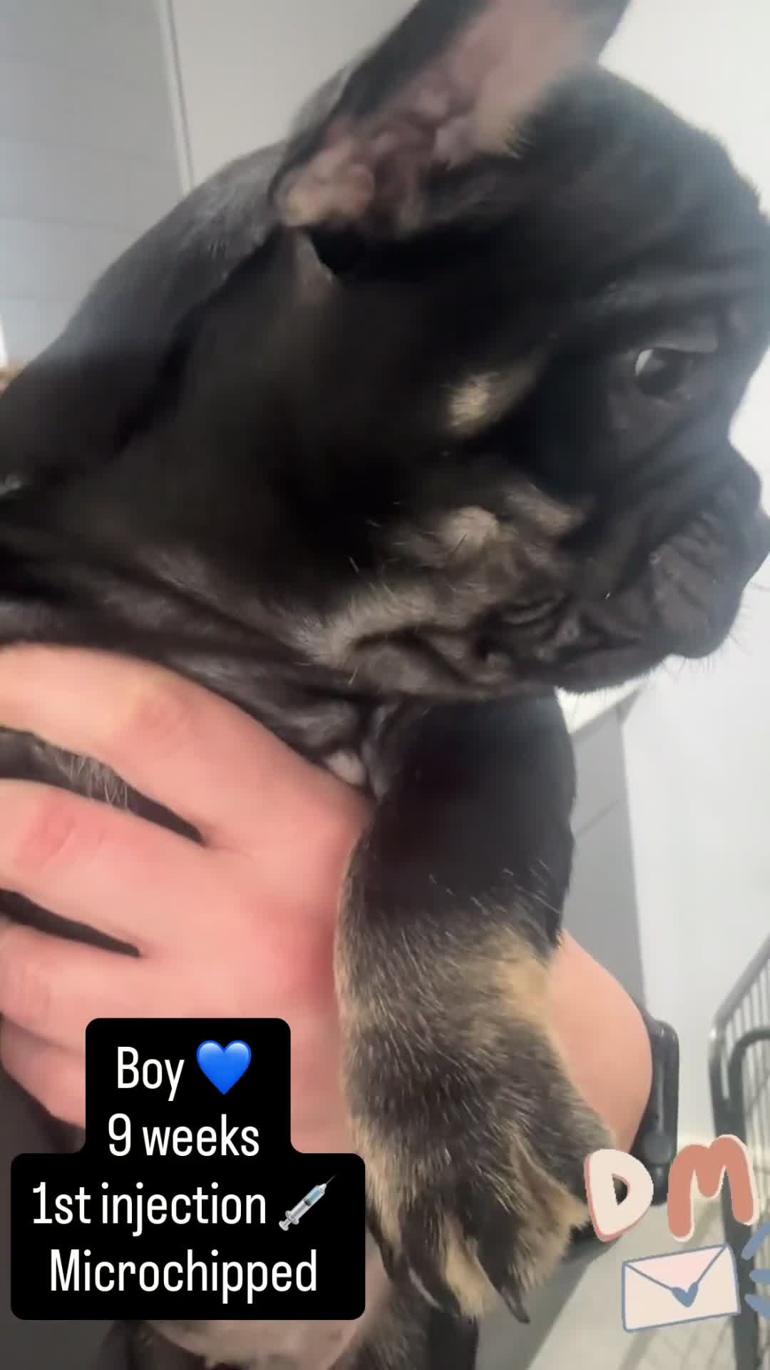 French Bulldog dogs for sale:  **  French bulldog puppies in Hertford - Video 1