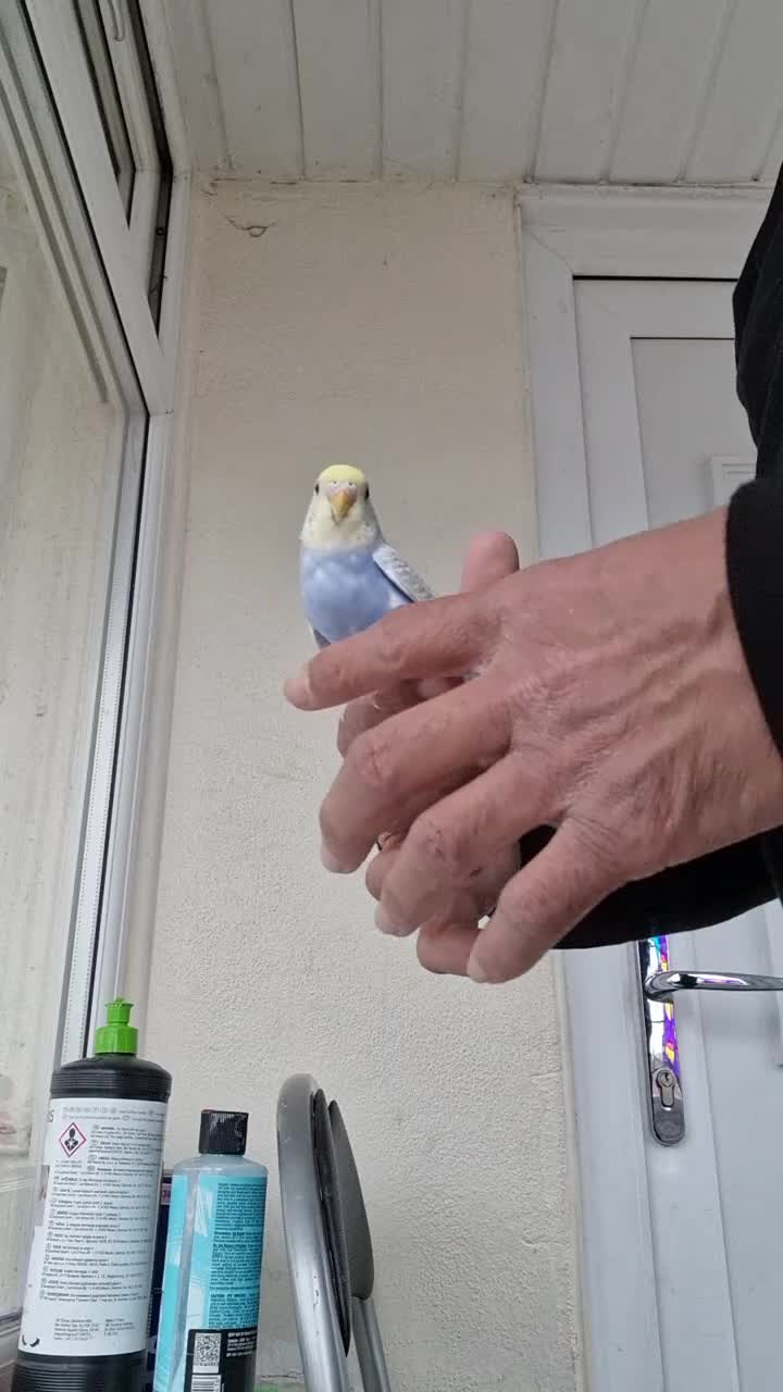 Budgerigars birds for sale: Super hand tamed baby budgies for sale  - Video 4