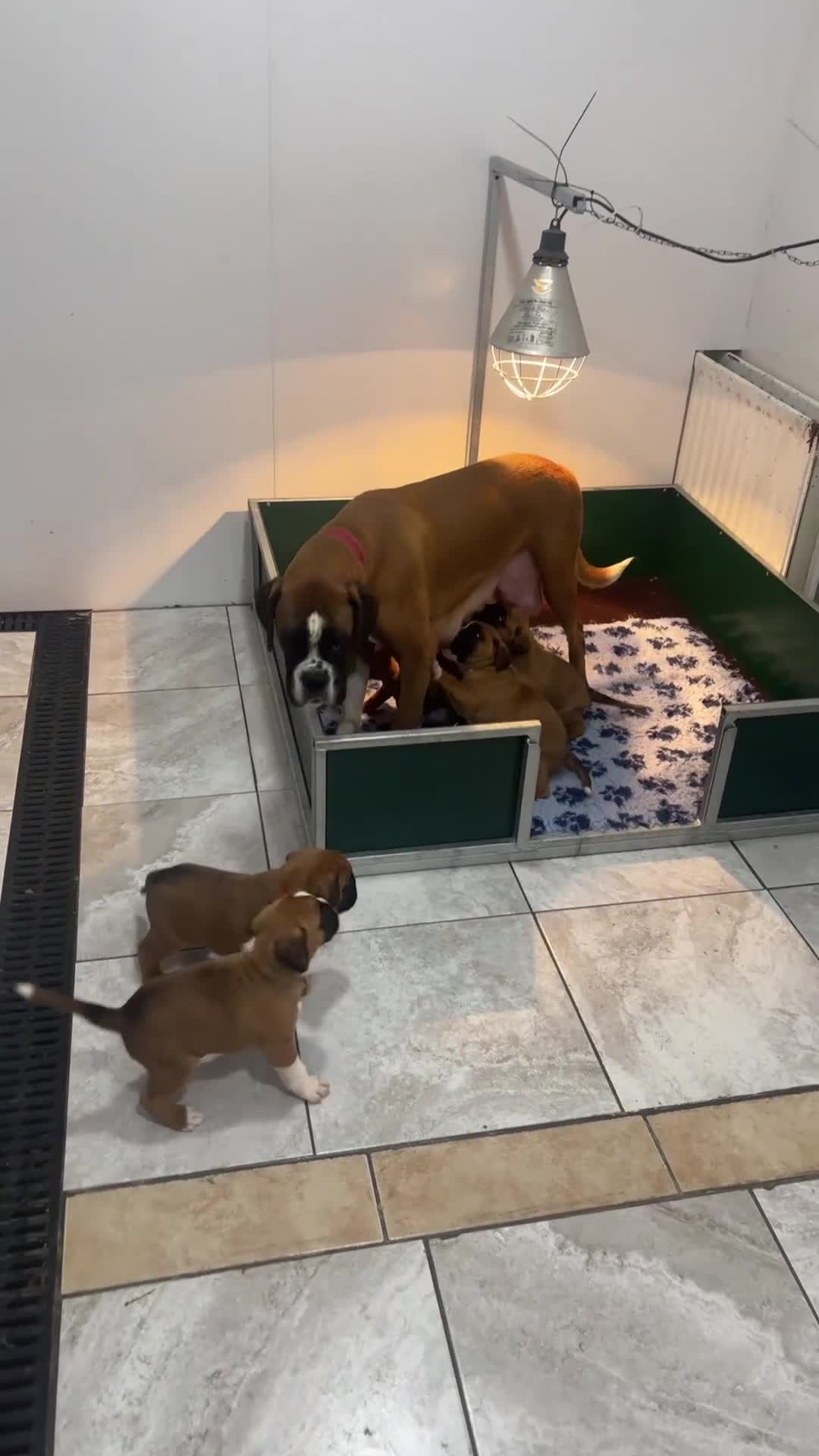 Boxer dogs for sale: Beautiful KC registered Boxer pups for sale  - Video 3