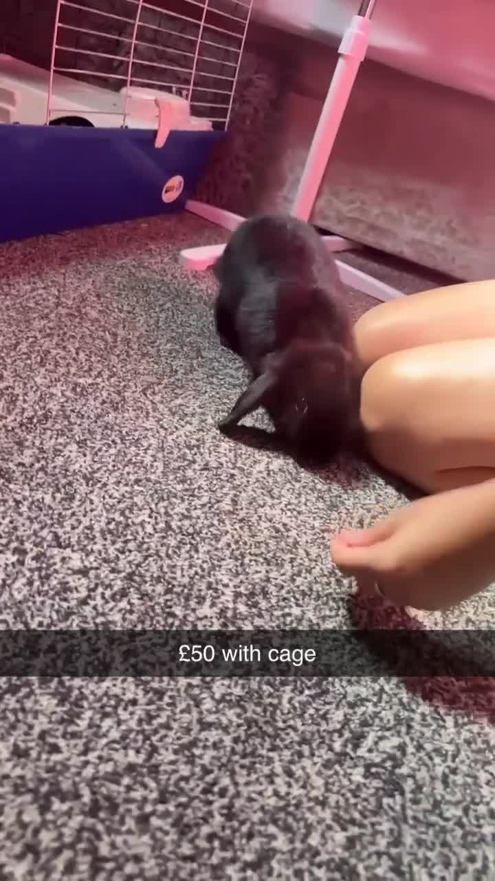 Mini Lion Lop rabbits for sale: Male  in Rowley Regis - Video 1