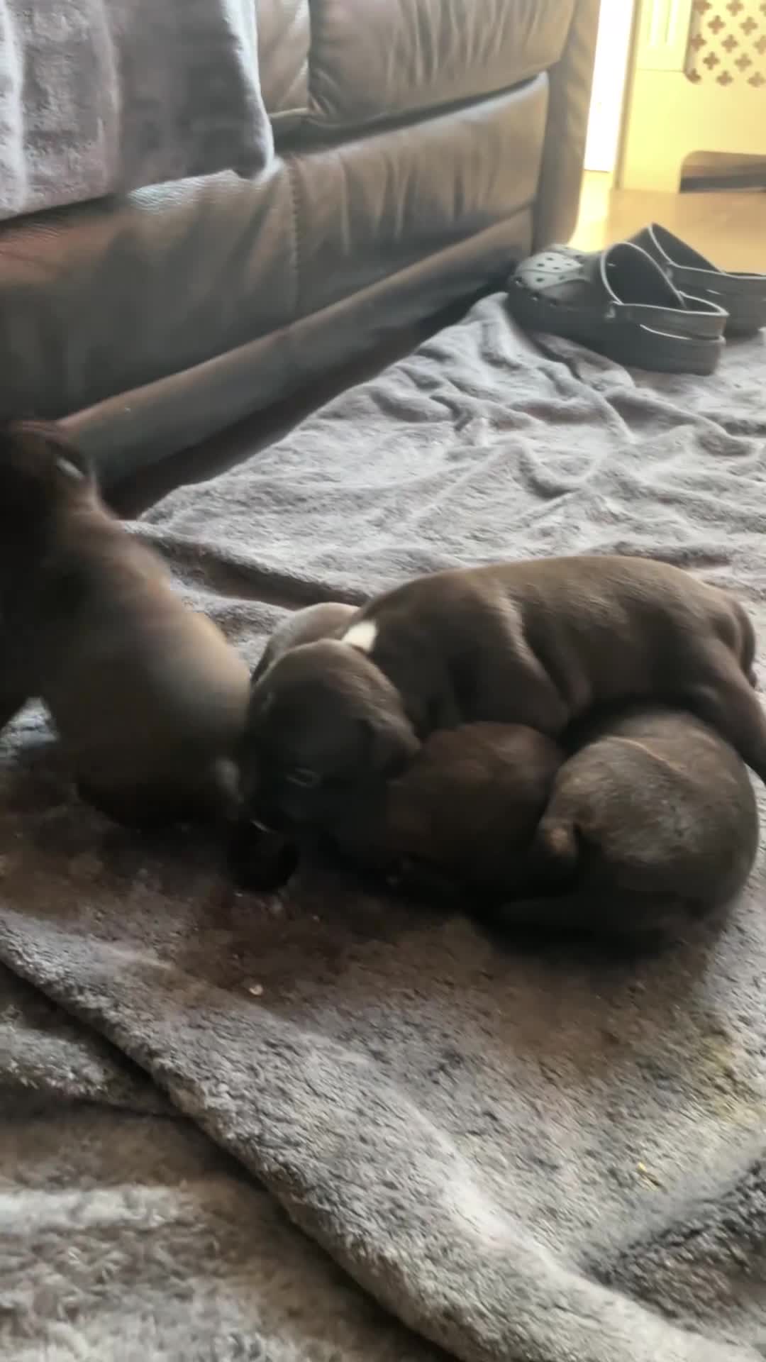 Staffordshire Bull Terrier dogs for sale: KC Beautiful litter of blue/red staffys  - Video 4