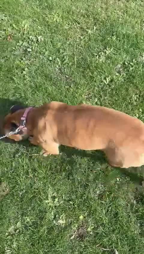 Mixed Breed dogs for sale: Pair of female staffie bull terriors x  - Video 1