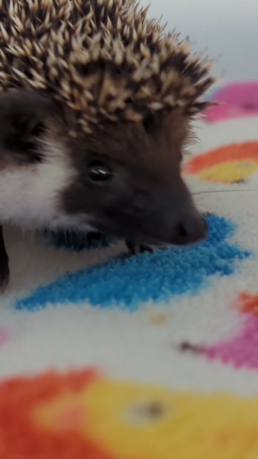 Pygmy Hedgehog rodents for sale: REDUCED PRICE!!! Gorgeous Hoglets/ READY NOW!!!! - Video 3