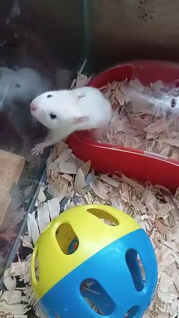 Hamster rodents for sale: ❤❤❤  BABY SYRIAN HAMSTERS ❤❤❤ - Video 2