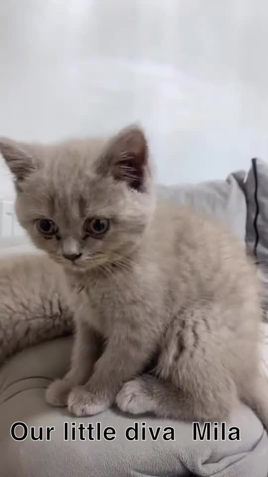 British Shorthair cats for sale: British shorthair (lilac) - Video 2