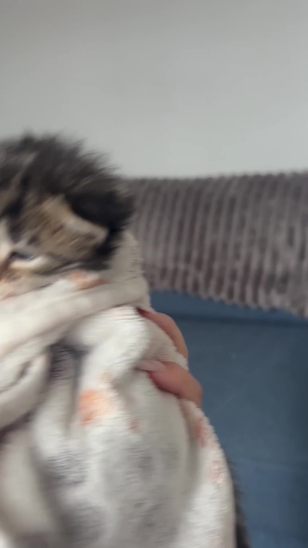 British Longhair cats for sale: Stunning 4 kittens in Kidderminster - Video 2