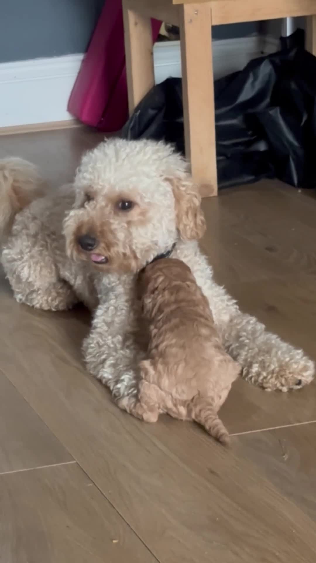 Cockapoo dogs for sale: Mr Rodney Murphy  - Video 1