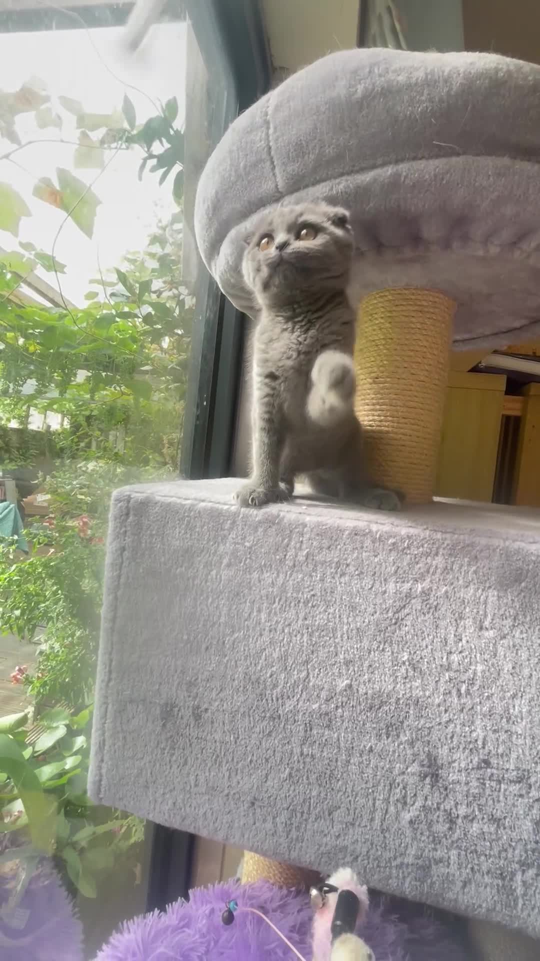 Scottish Fold cats for sale: Gorgeous Scottish fold Kitten  - Video 1