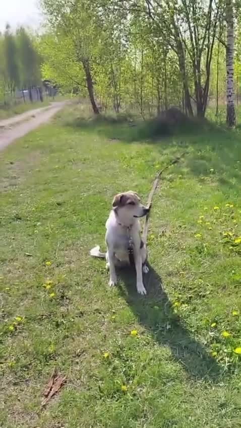 Mixed Breed dogs for adoption: 💖🐶 NINA 🐶💖 - Video 2