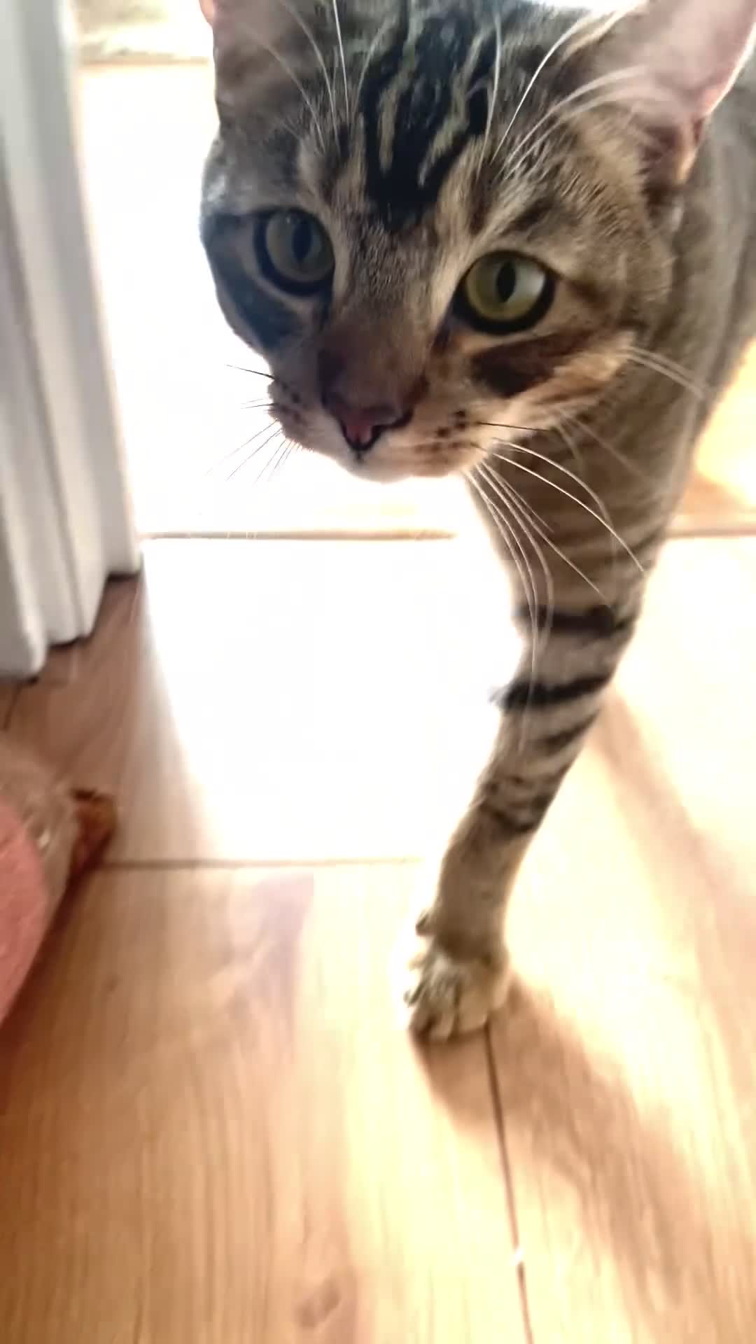 Mixed Breed cats for sale: Persian mix 9 month old kitten 💙 - Video 1