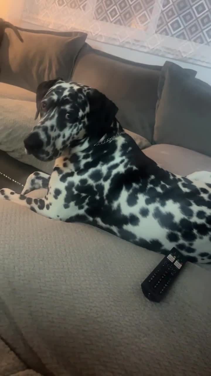 Mixed Breed dogs for sale: Cane corso X Dalmatian - Corsomatian  - Video 1
