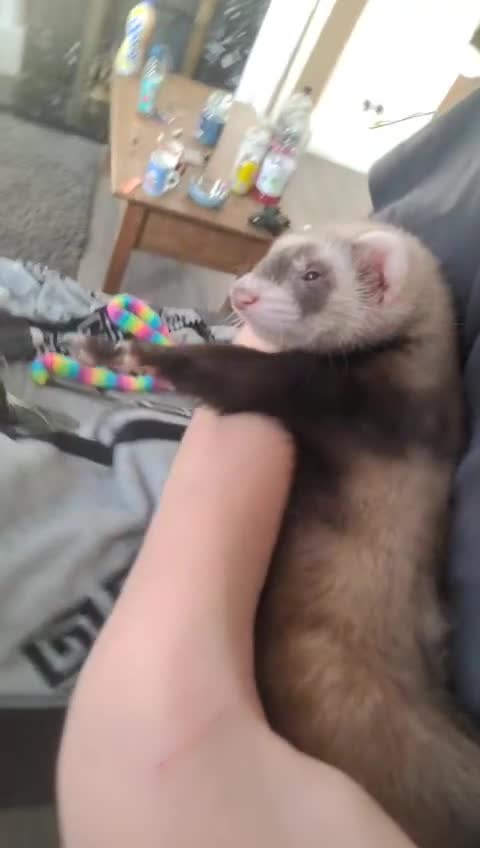 Ferret rodents for sale: Pablito the ferret  - Video 1