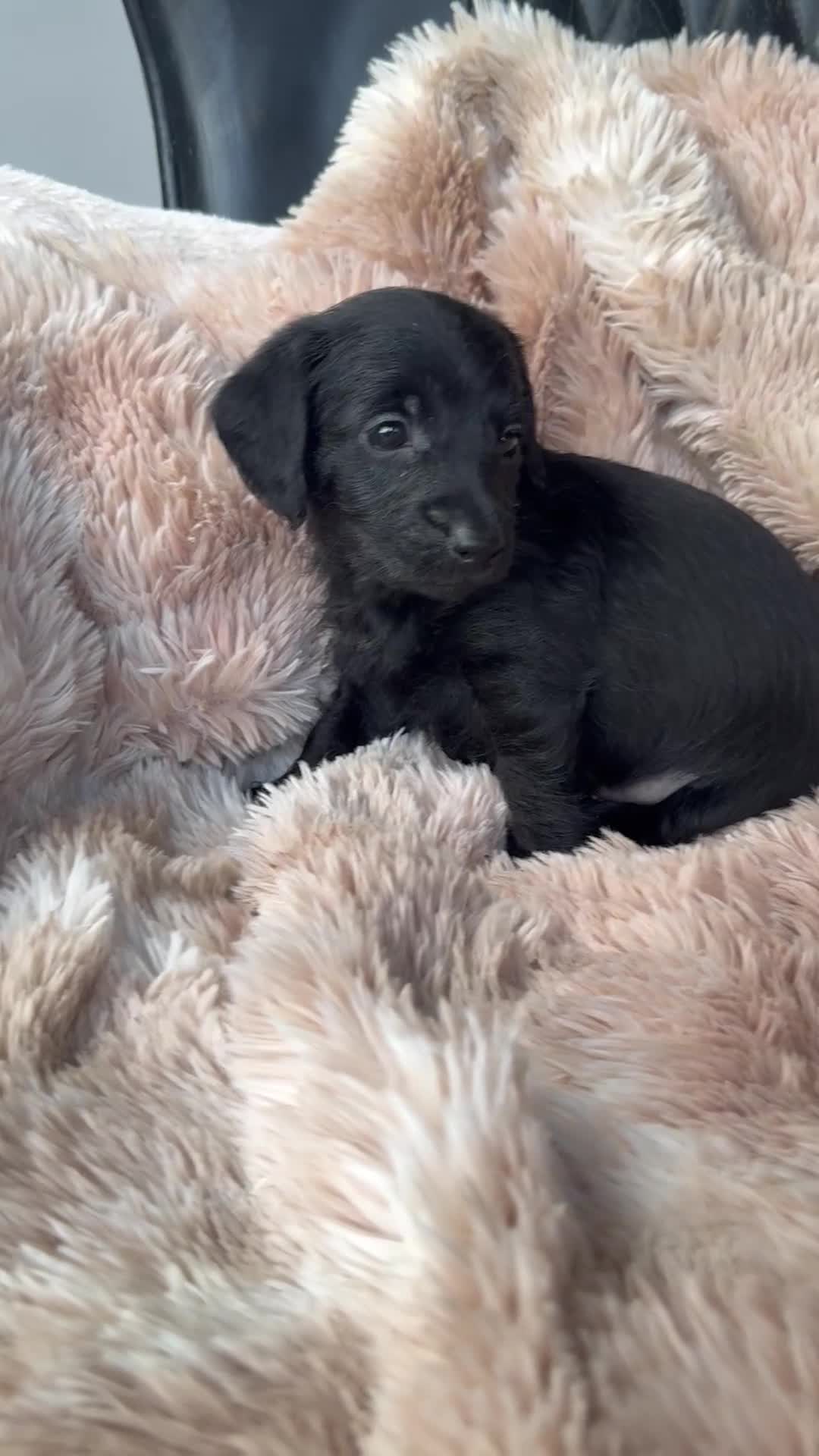 Mixed Breed dogs for sale: Daxipoo pups  - Video 1