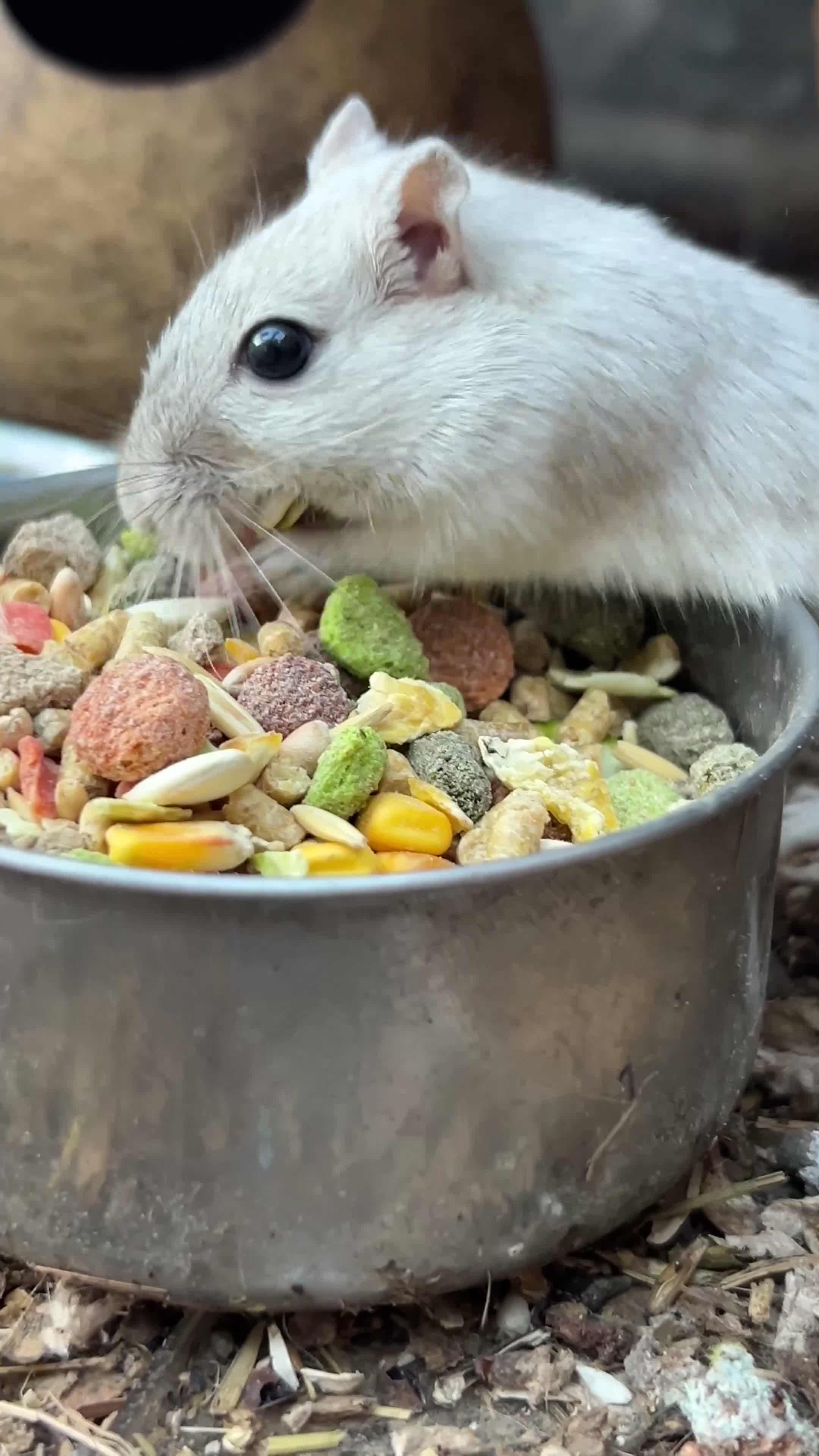 Gerbil rodents for sale: 2 months old young female super tame cudly gerbil  - Video 1