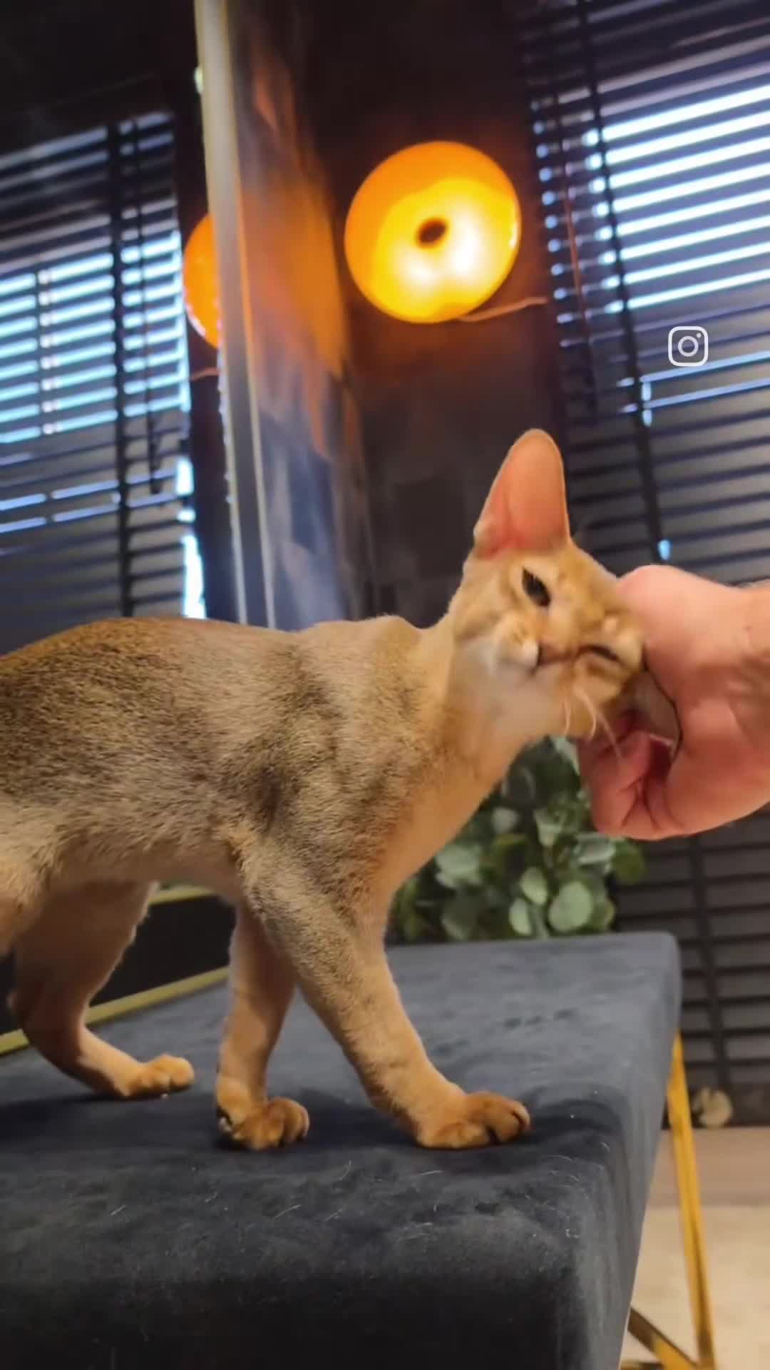 Abyssinian cats for sale: Majestic Abyssinian Boy-READY NOW-Champion Line - Video 1