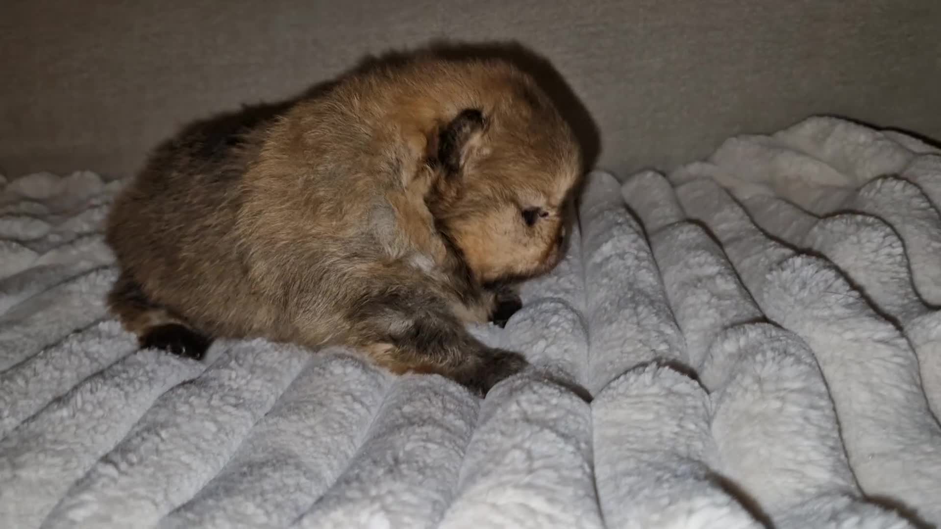 Pomeranian dogs for sale: Adorable KC Reg Pomeranian Pup– Orange Sable Boy - Video 2