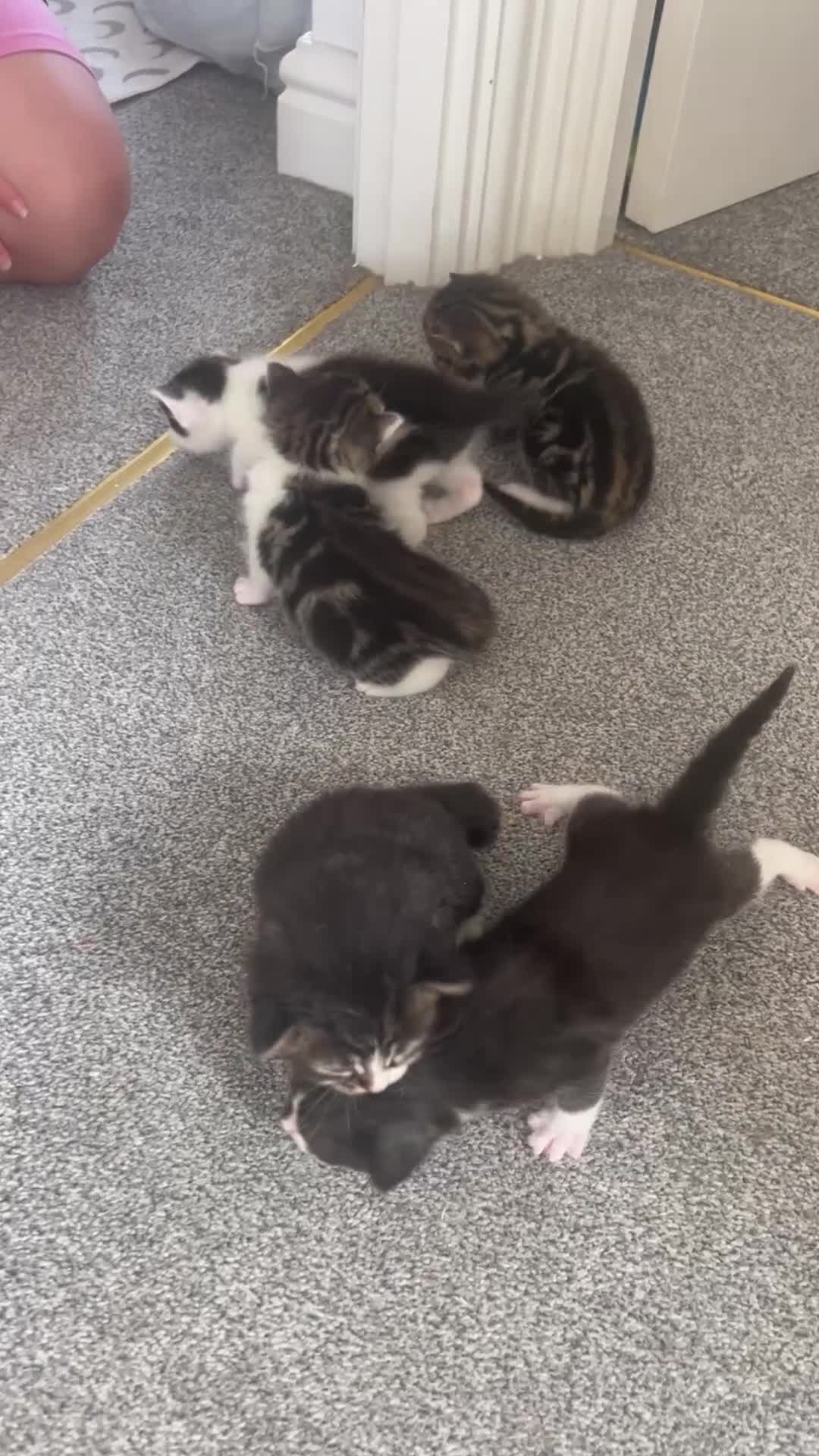 Mixed Breed cats for sale: 5 gorgeous kittens for sale - Video 1