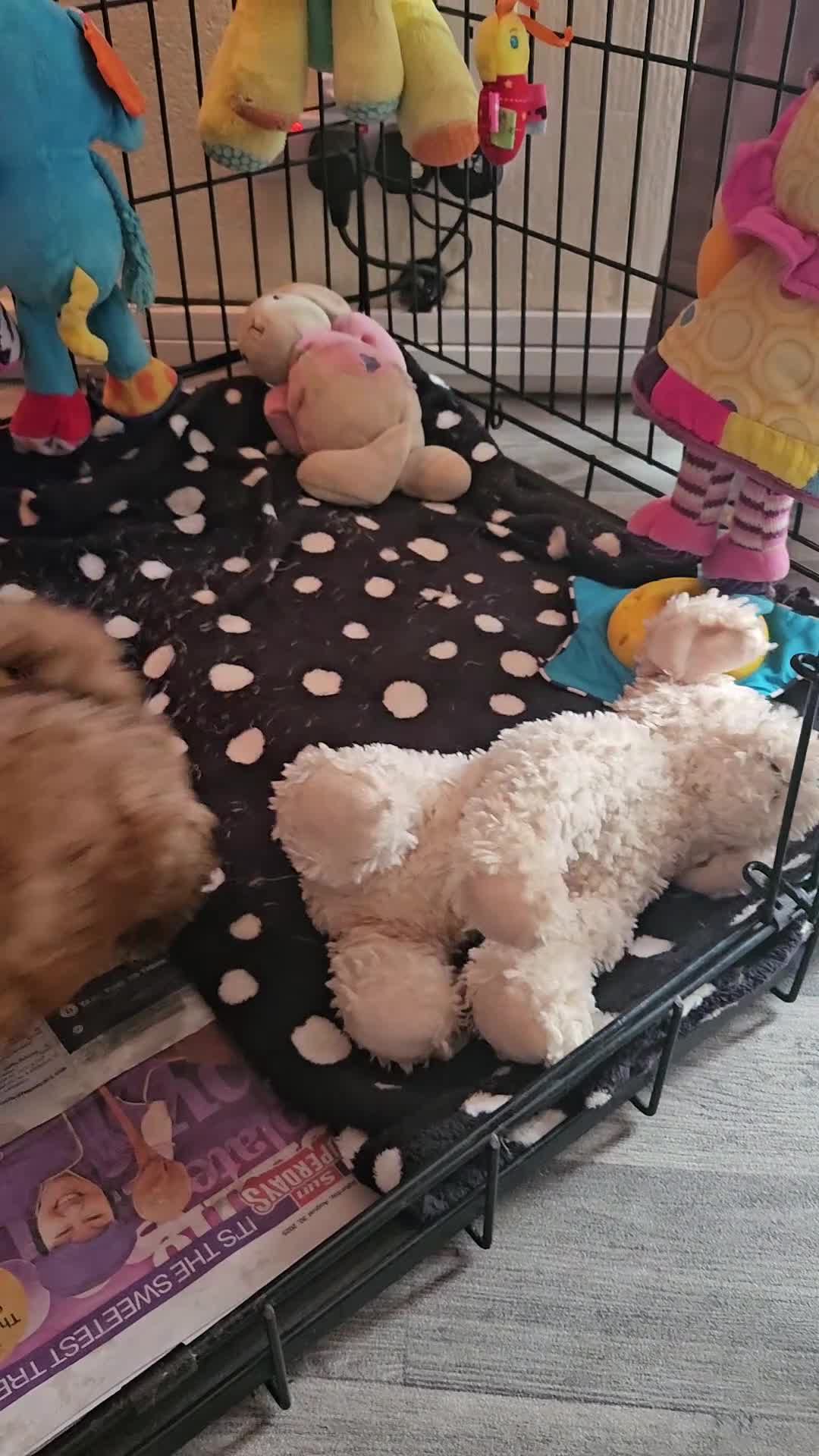 Cavapoo dogs for sale: 5* Cavapoo Puppies - Video 1