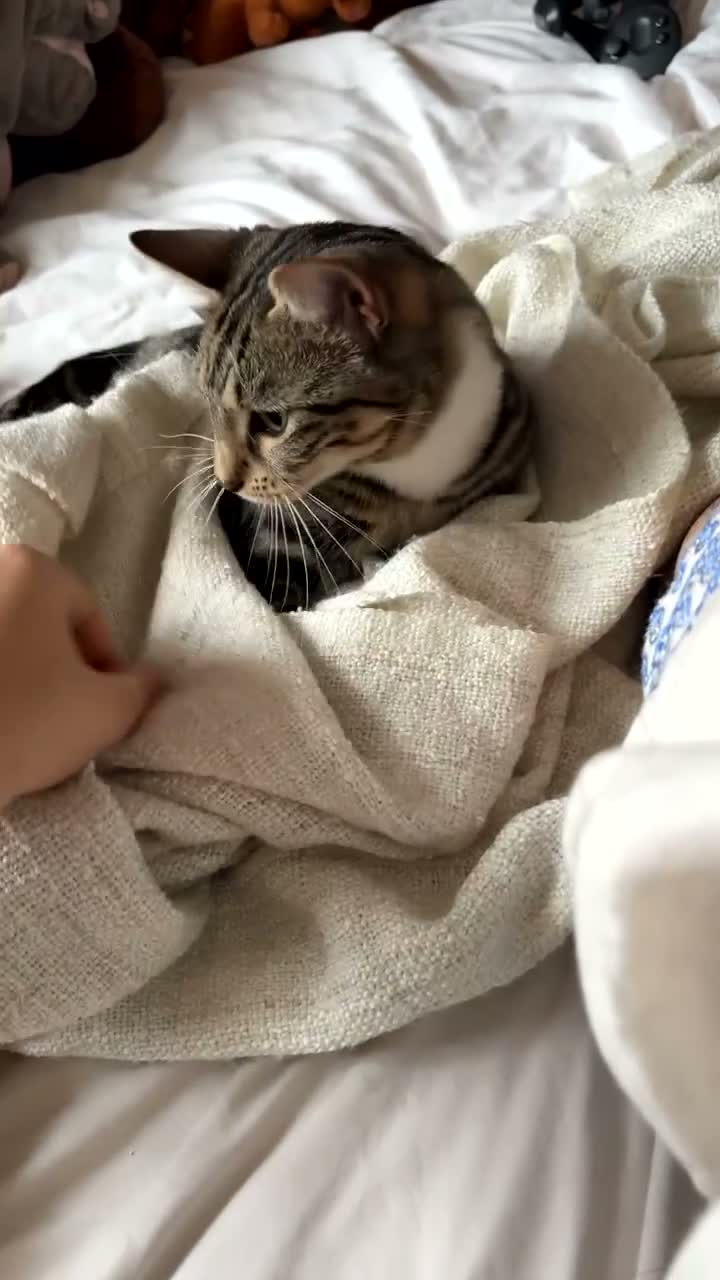 Mixed Breed cats for sale: Brown Tabby cat up for adoption!<3 in Oxford - Video 1